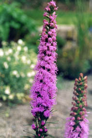 Liatris spicata